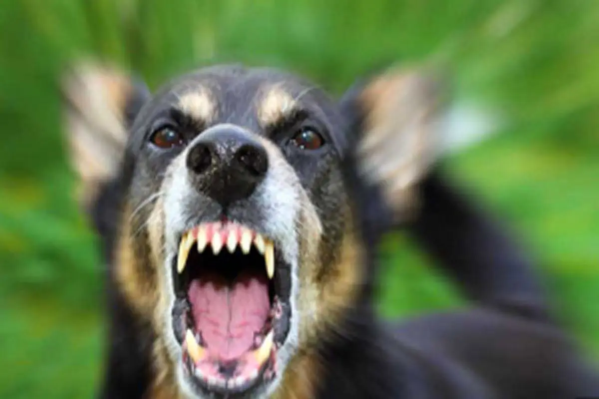 جولان آزادانه سگ ها در دانشگاه آزاد شیراز