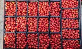 برداشت گوجه فرنگی در مزارع جنوب کشور +عکس