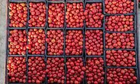 برداشت گوجه فرنگی در مزارع جنوب کشور +عکس