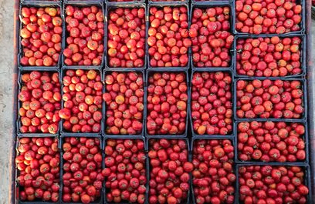 برداشت گوجه فرنگی در مزارع جنوب کشور +عکس