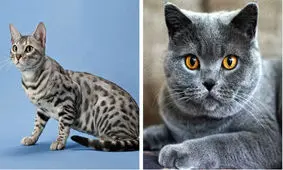 معرفی محبوبترین انواع نژاد گربه