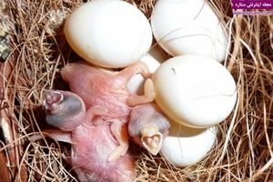 همه چیز درباره پرورش و نگهداری از جوجه فنچ