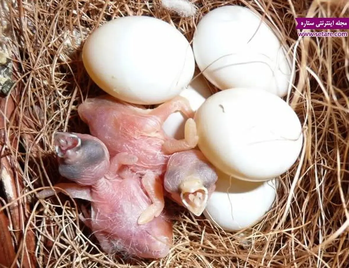 همه چیز درباره پرورش و نگهداری از جوجه فنچ