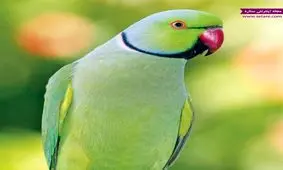 آشنایی با طوطی ملنگو (طوطی کوچک اسکندر) + عکس