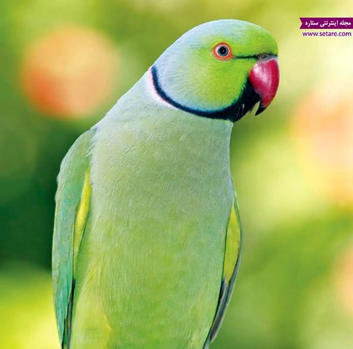 آشنایی با طوطی ملنگو (طوطی کوچک اسکندر) + عکس