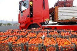 پول صادرات گوجه چشم تولیدکننده را گرفته