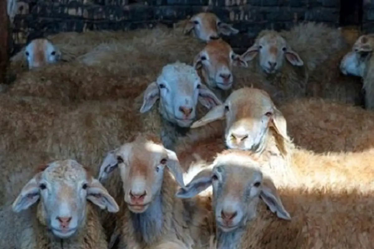 قاچاق دام زنده در ماه های اخیر افزایش داشته است