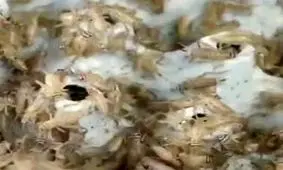 پختن نان با جیرجیرک پودر شده !! + عکس