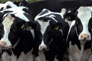 توقیف ۲۰راس گاو در گلپایگان