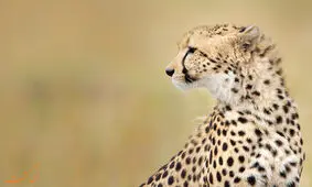 عاصی شدن یوزپلنگ‌ها از سگ‌های خراسان شمالی