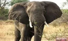 سرانجام مرگبار هیپنوتیزم کردن یک فیل!