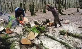تشکیل۱۶۰پرونده قطع درخت در بندرعباس/قطع درخت ممنوع است