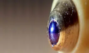 روزهایی که خودکار بیک حرف اول را در ایران می زد