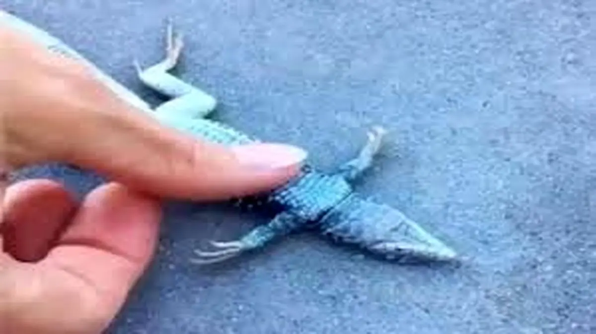 احیای قلبی ریوی مارمولک + فیلم