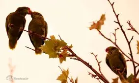 آوای حیات وحش