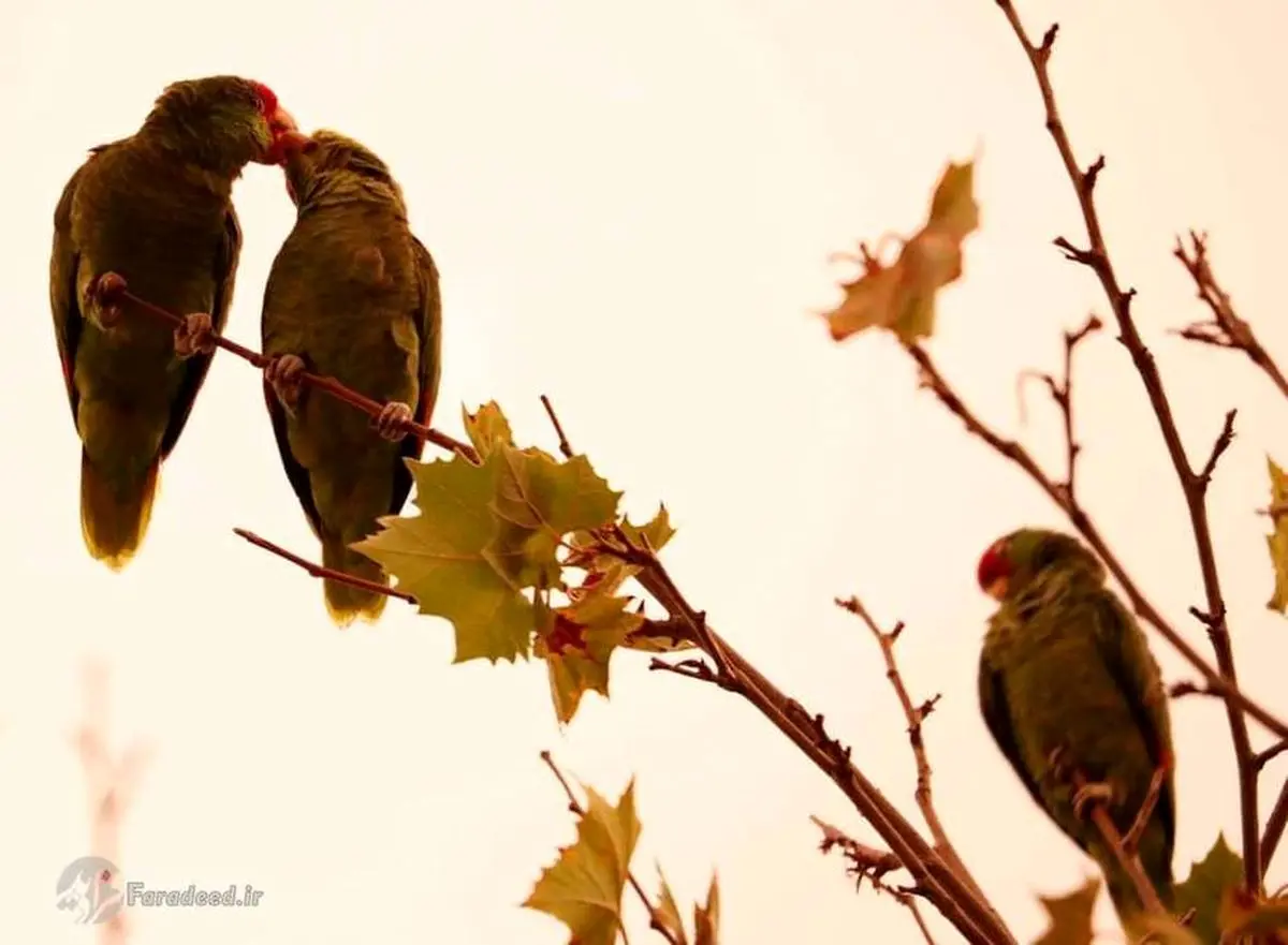 آوای حیات وحش