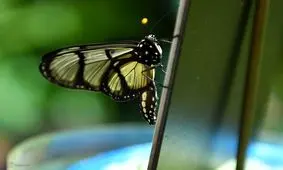 تصاویر/ دنیای زیبای پروانه‌ها