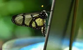 تصاویر/ دنیای زیبای پروانه‌ها