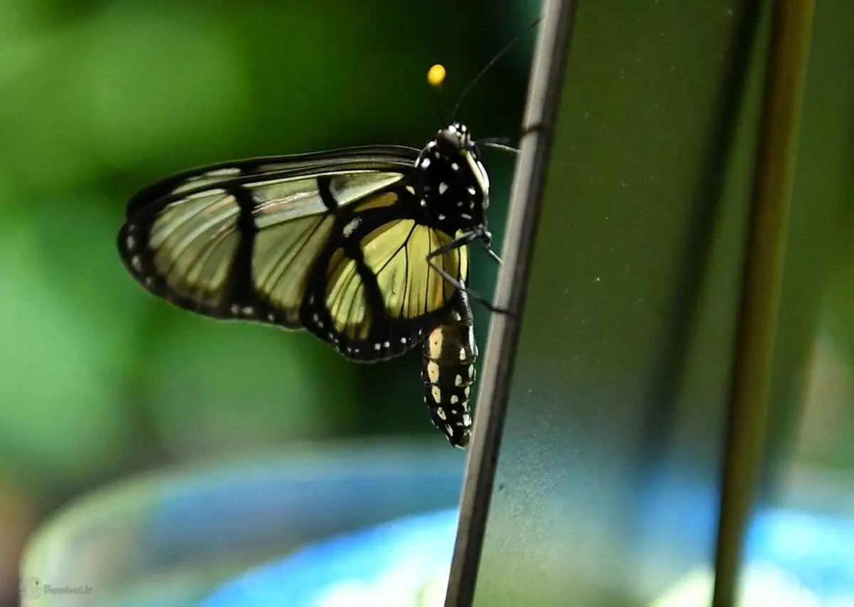تصاویر/ دنیای زیبای پروانه‌ها
