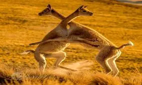 تصاویر/جنگ تن به تن در صحرا