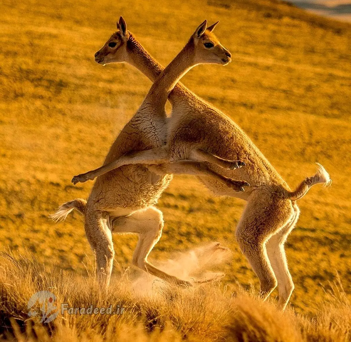 تصاویر/جنگ تن به تن در صحرا