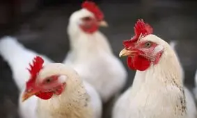 خروج مرغ زنده از آذربایجان غربی ممنوع شد