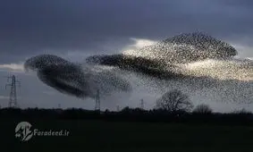 تصاویر/پرواز "سارها" بر فراز آسمان