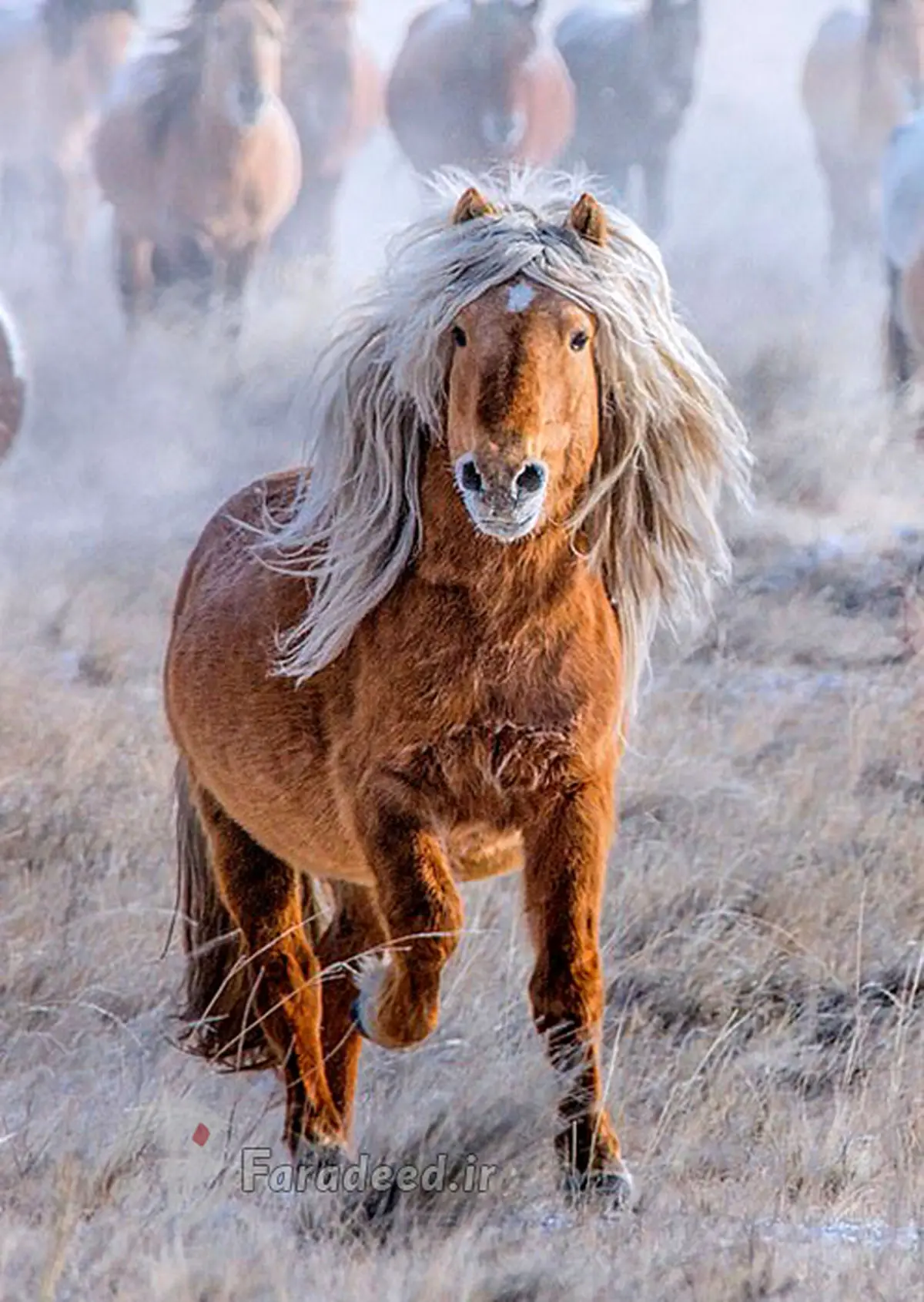 تصاویر/مدل موی فشن در حیات‌وحش