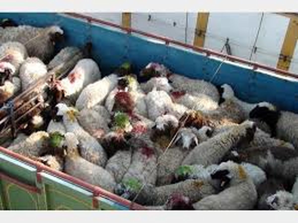 کشف دامهای قاچاق در کوهدشت
