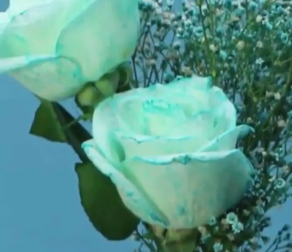 ترفندی برای درست کردن گل چند رنگ