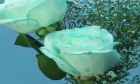ترفندی برای درست کردن گل چند رنگ
