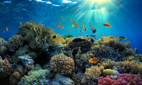 شگفتی‌های جذاب و باورنکردنی در زیر آب