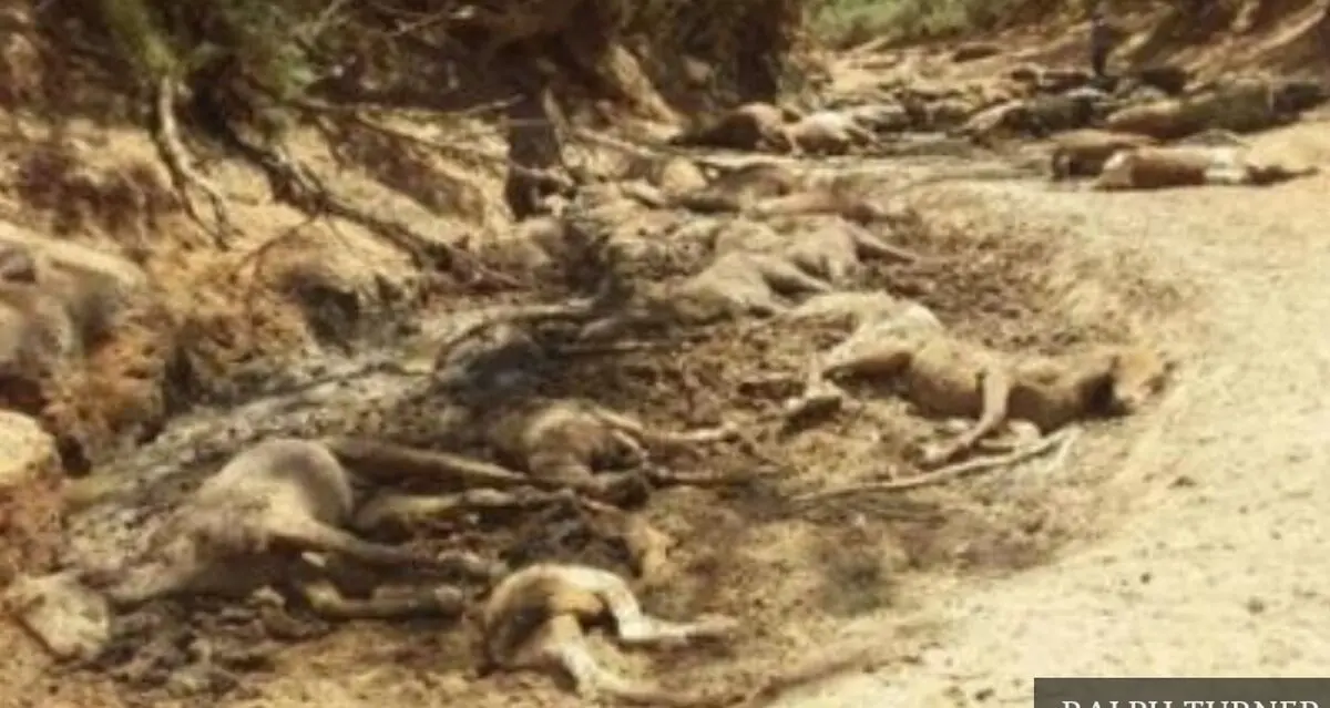 گله اسب‌های وحشی در گرمای بی‌سابقه استرالیا هلاک شدند