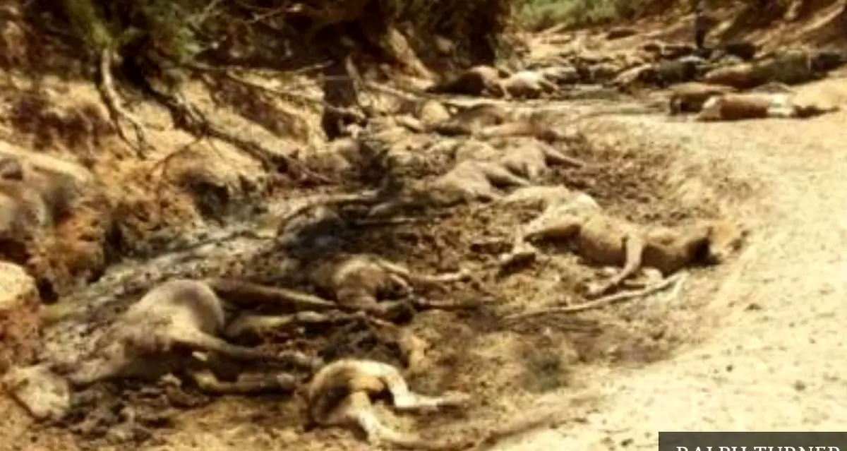 گله اسب‌های وحشی در گرمای بی‌سابقه استرالیا هلاک شدند