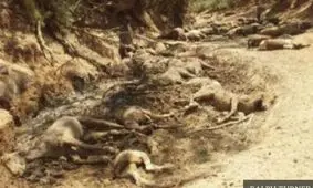 گله اسب‌های وحشی در گرمای بی‌سابقه استرالیا هلاک شدند