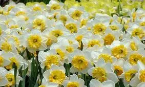 برداشت گل نرگس در بهبهان + تصاویر