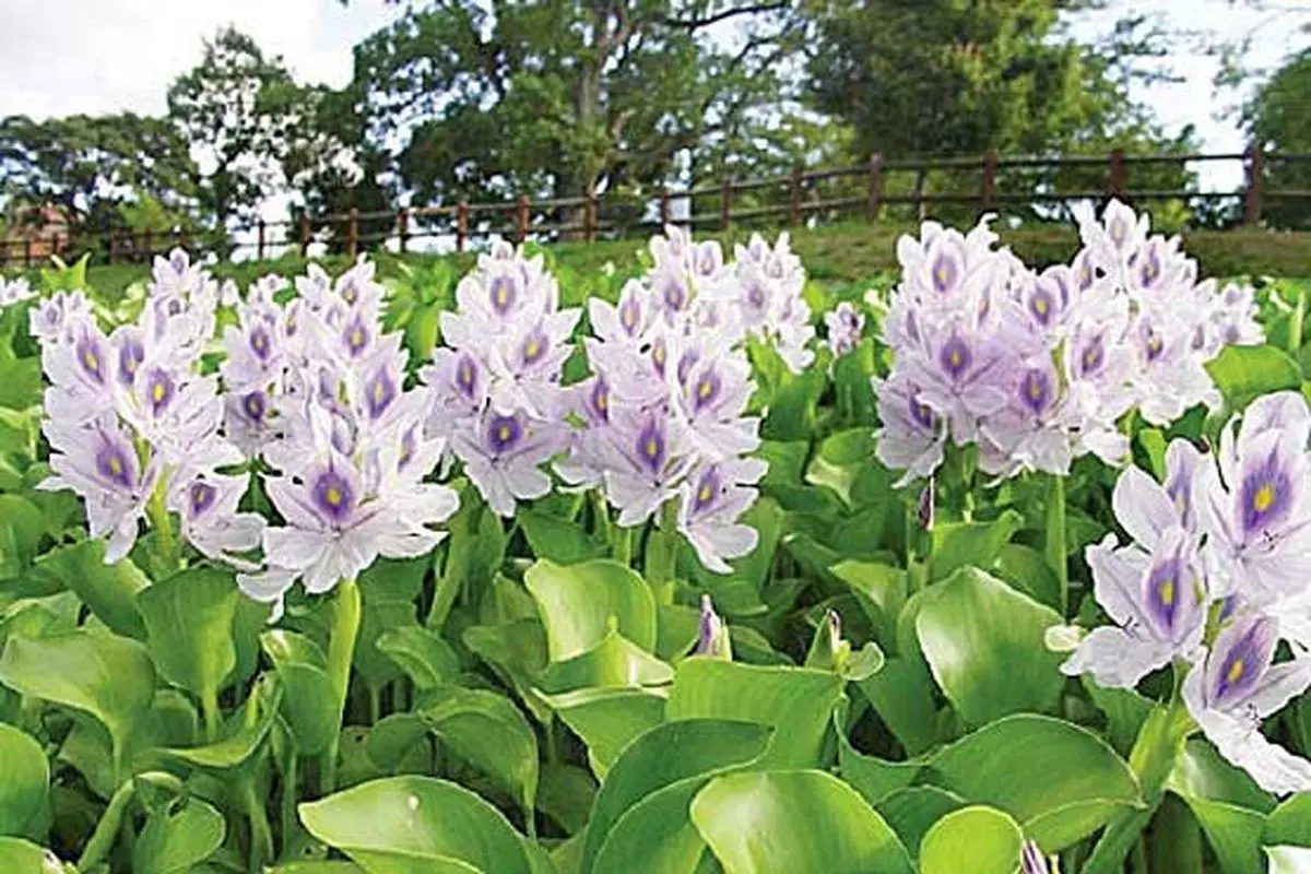 سنبل آبی چیست؟ گل های خطرناک در منازل گیلانی ها