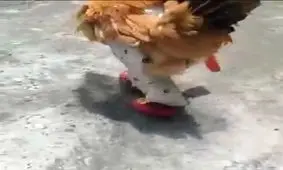 نگهبان مرغ ها در حال انجام وظیفه