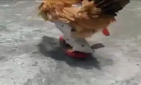 نگهبان مرغ ها در حال انجام وظیفه