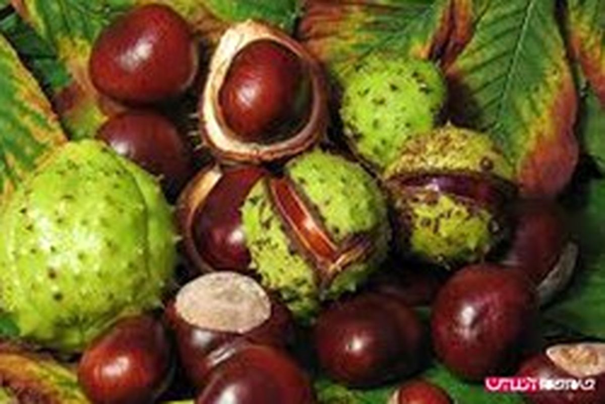 خواص شاه بلوط چیست؟