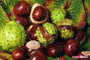 خواص شاه بلوط چیست؟