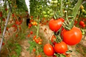 صادرات ۱۱ هزار تن گوجه فرنگی در آذربایجان شرقی