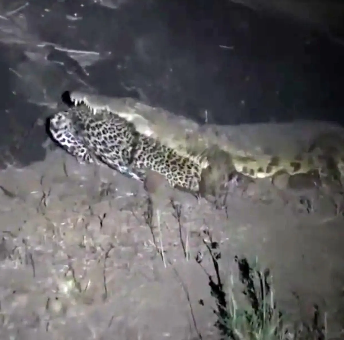 ثبت تصویر باورنکردنی حمل لاشه پلنگ توسط کروکودیل