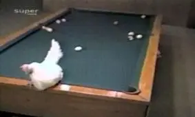 اتفاقات بعد از گرونی مرغ