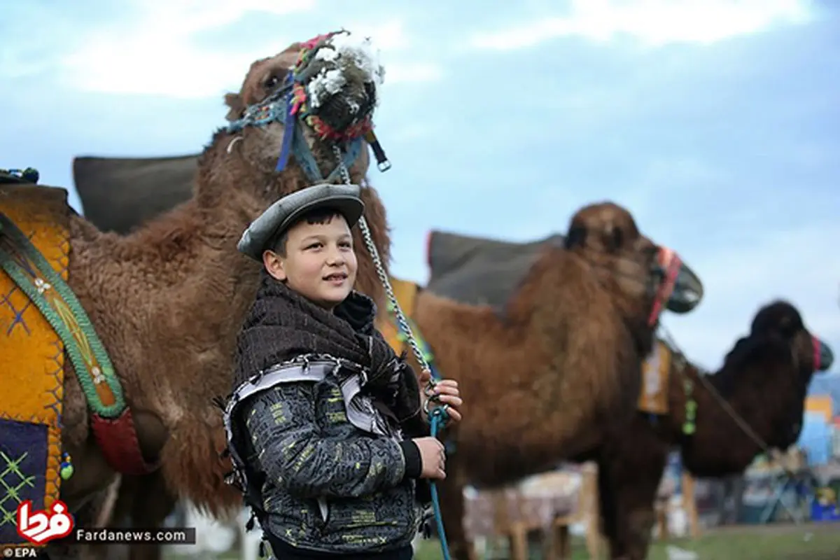 عجیب‌ترین مسابقه با حضور شترهای کشتی‌گیر!