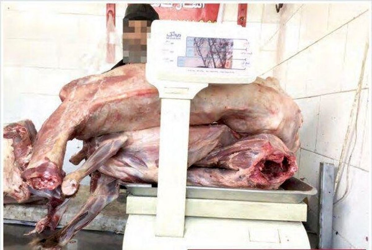 برخورد با عوامل انتشار خبر کذب فروش گوشت سگ در مشهد