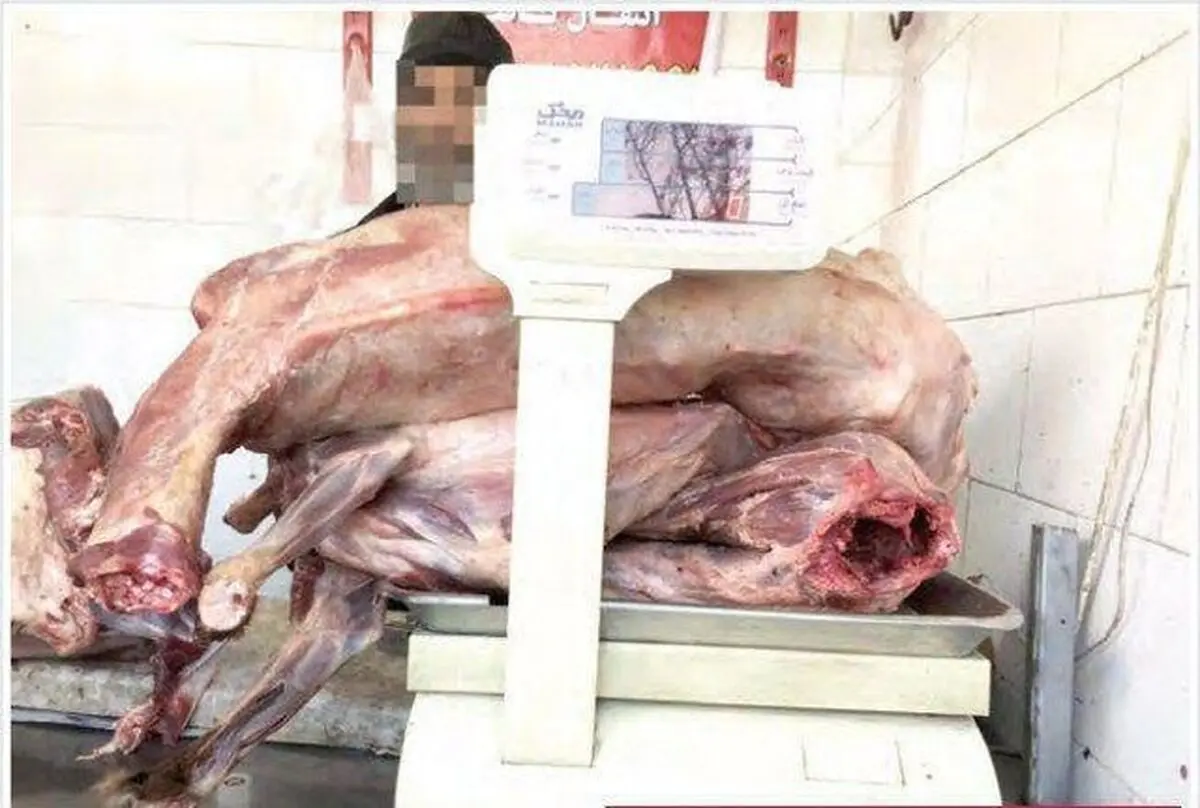 برخورد با عوامل انتشار خبر کذب فروش گوشت سگ در مشهد