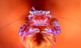 تصاویر دیدنی از اعماق اقیانوس