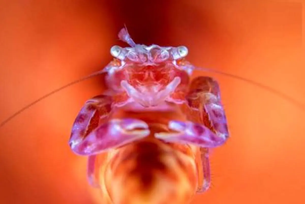 تصاویر دیدنی از اعماق اقیانوس