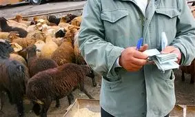 دستمان به گوشت نمی‌رسد!